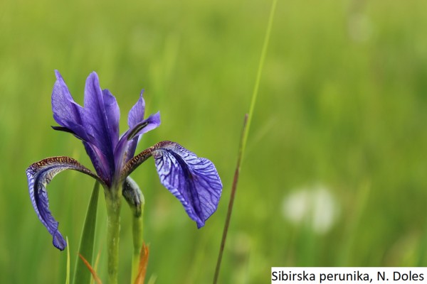 Sibirska Sibirska
