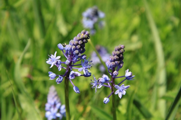 Cebulica Bojana002 Cebulica Bojana002