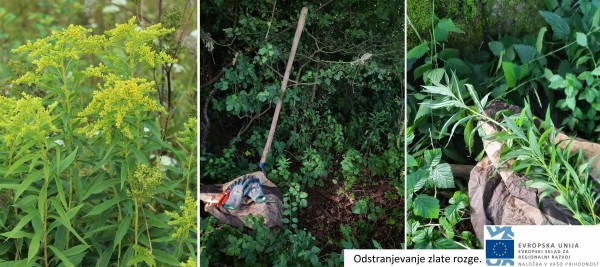 2021 07 16 Skrbnik Invazivke odstranjevanje Nina Doles splet